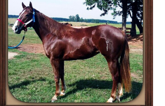 QUEEN CLASS CK